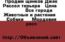 Продам щенков Джек Рассел терьера › Цена ­ 25 000 - Все города Животные и растения » Собаки   . Мордовия респ.